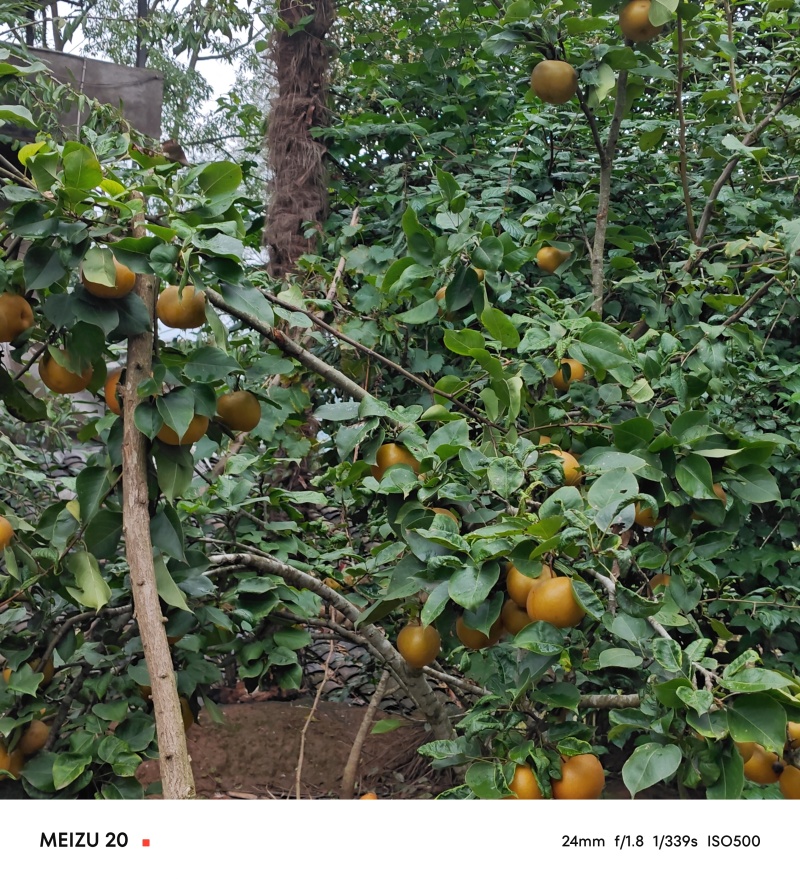 梨子糖