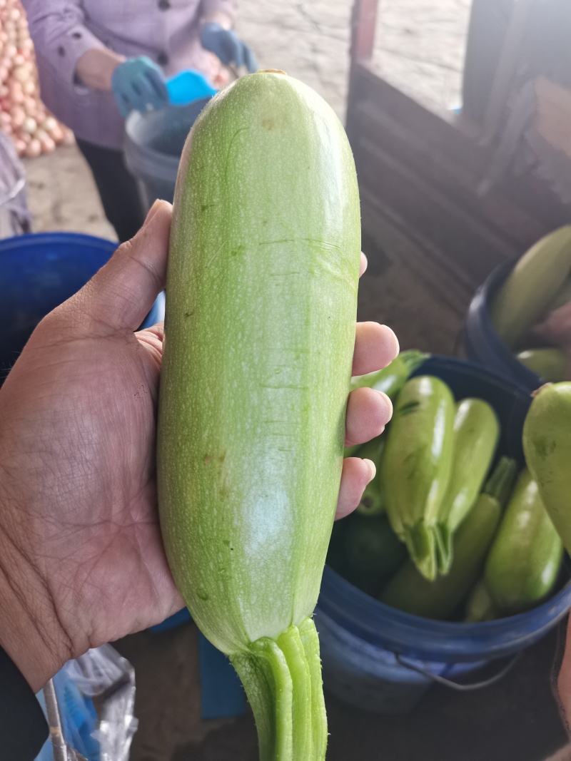 山东省聊城市西葫芦大量上市，可供应食堂，电商，批发