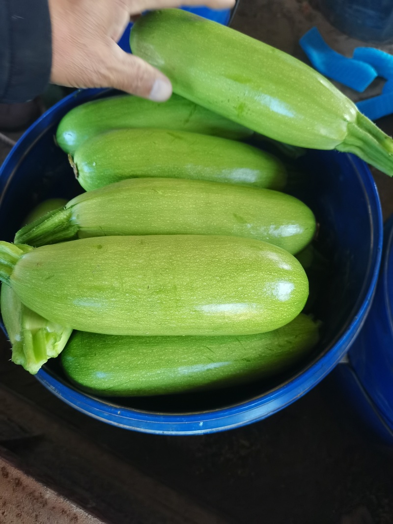 山东省聊城市西葫芦大量上市，可供应食堂，电商，批发