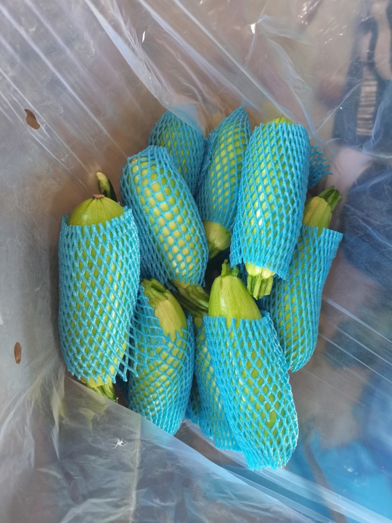 山东省聊城市西葫芦大量上市，可供应食堂，电商，批发