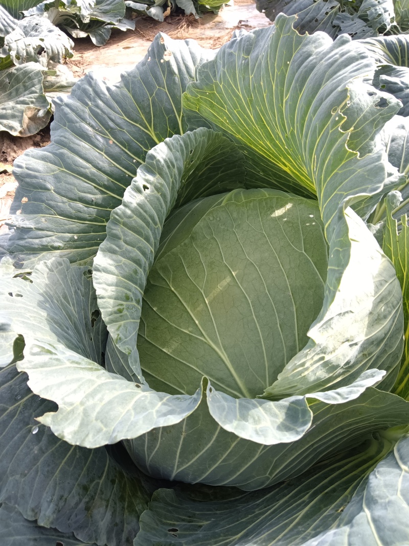 圆包菜