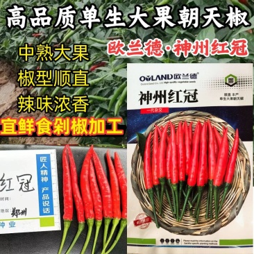 单生大果朝天椒种子欧兰德神州红冠薄皮青红剁椒小米辣椒种子