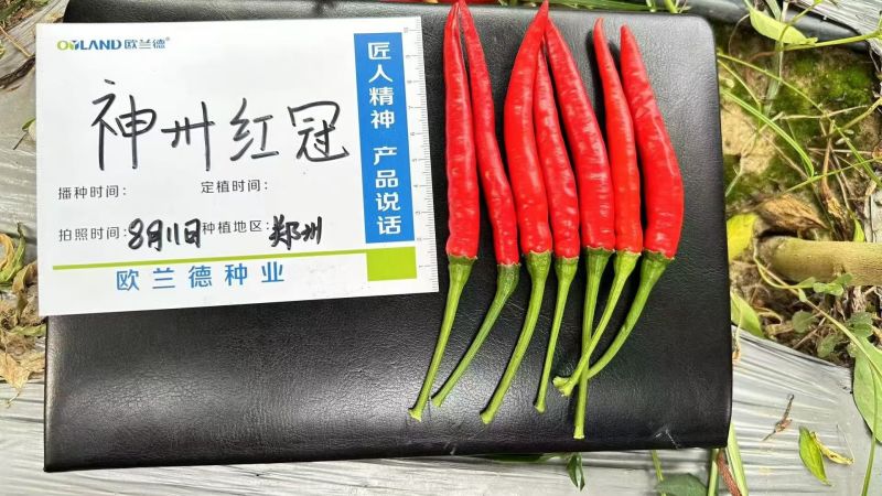 单生大果朝天椒种子欧兰德神州红冠薄皮青红剁椒小米辣椒种子