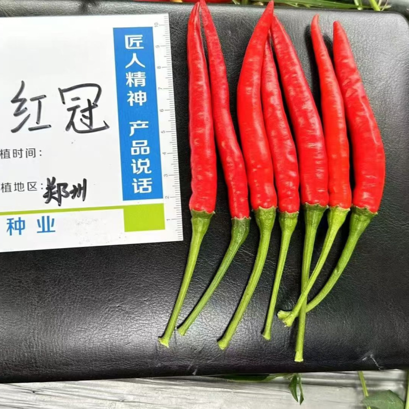 单生大果朝天椒种子欧兰德神州红冠薄皮青红剁椒小米辣椒种子