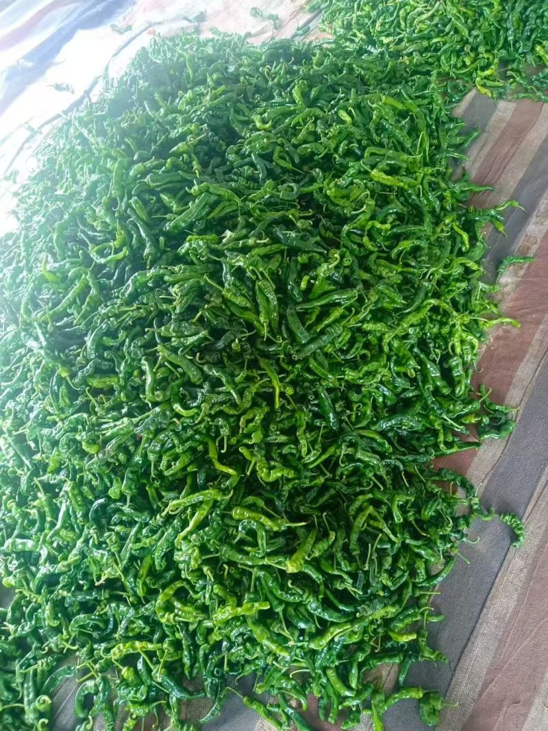 山东辣椒螺丝椒薄皮椒尖椒线椒陇椒等辣椒欢迎联
