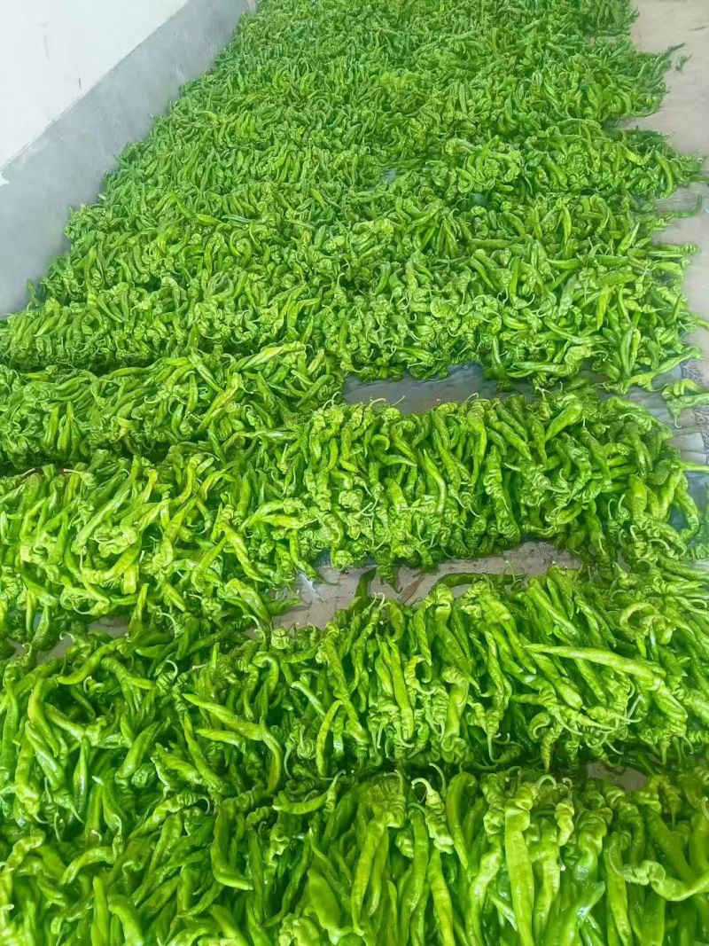 山东辣椒螺丝椒薄皮椒尖椒线椒陇椒等辣椒欢迎联