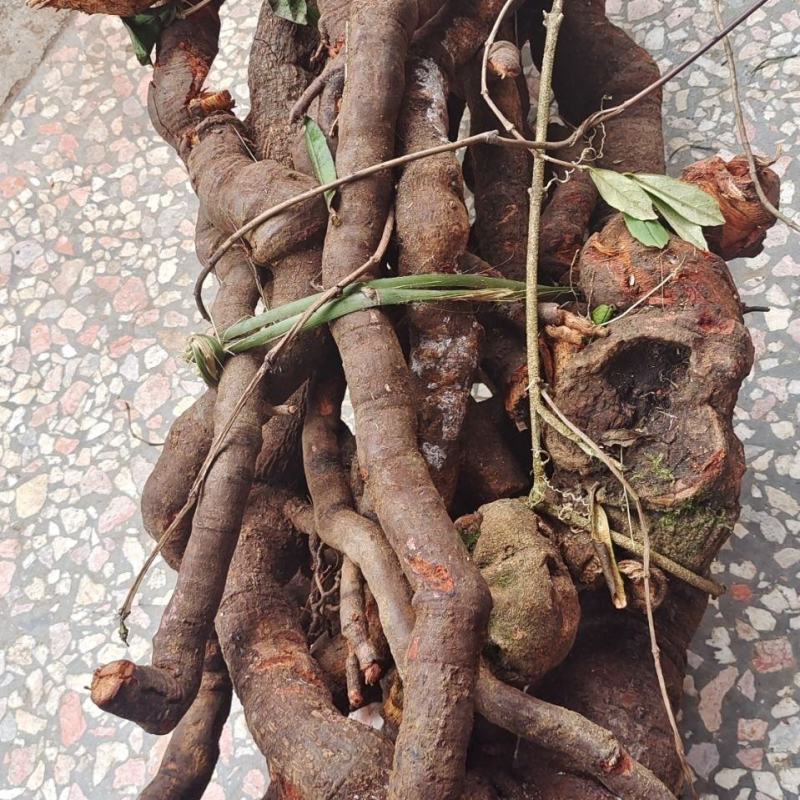 中药材野生走马胎新货大发药走马风山鼠血枫