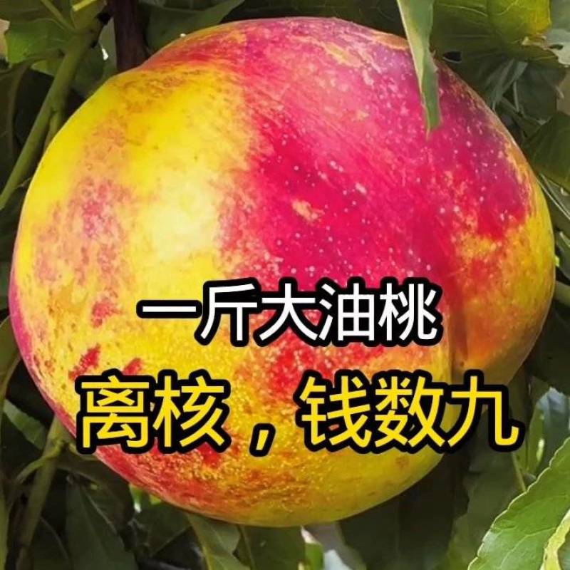果园直发桃树苗晚熟油桃钱数九油桃苗现挖现发包品种成活率
