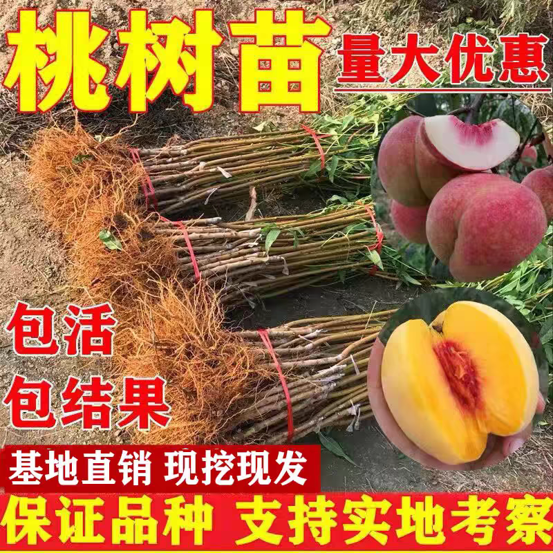 果园直发桃树苗晚熟油桃钱数九油桃苗现挖现发包品种成活率