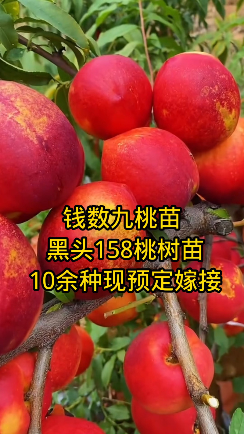 果园直发桃树苗晚熟油桃钱数九油桃苗现挖现发包品种成活率