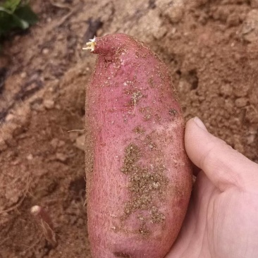 沙地红薯