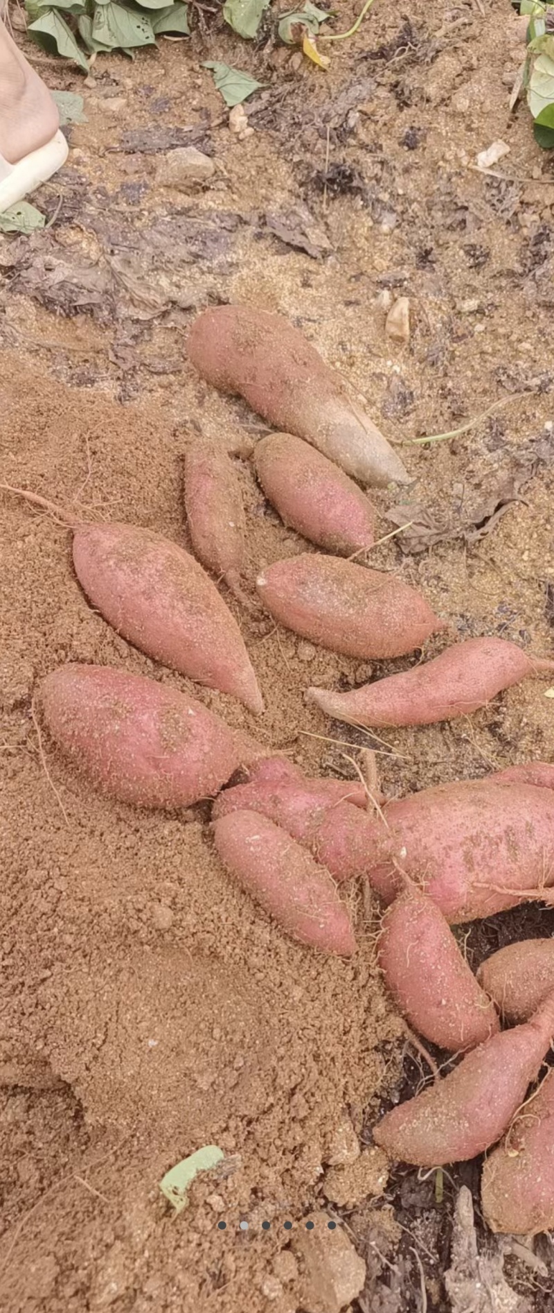 沙地红薯