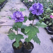 木槿，木槿盆栽薄荷冰沙小苗当年开花紫玉蓝莓冰沙木槿花树苗