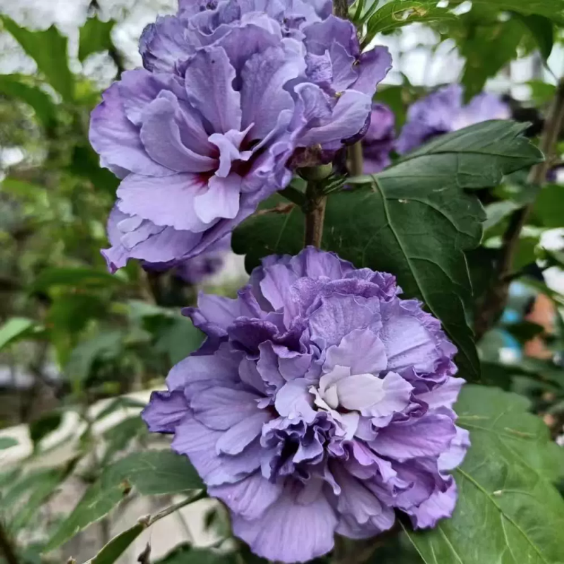 木槿，木槿盆栽薄荷冰沙小苗当年开花紫玉蓝莓冰沙木槿花树苗
