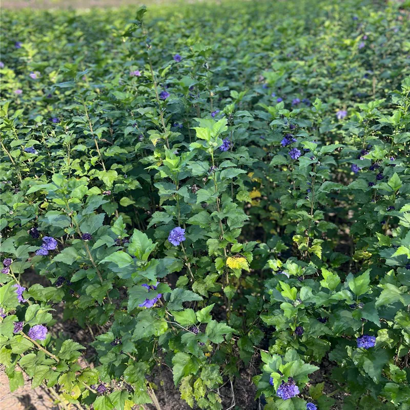 木槿，木槿盆栽薄荷冰沙小苗当年开花紫玉蓝莓冰沙木槿花树苗