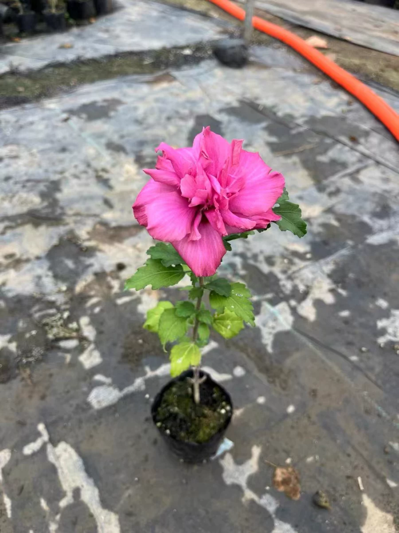 木槿，木槿盆栽薄荷冰沙小苗当年开花紫玉蓝莓冰沙木槿花树苗
