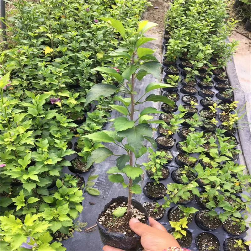 木槿，木槿盆栽薄荷冰沙小苗当年开花紫玉蓝莓冰沙木槿花树苗