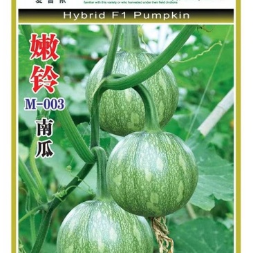南瓜种子嫩铃-M003早熟花皮嫩南瓜颜色靓花纹美