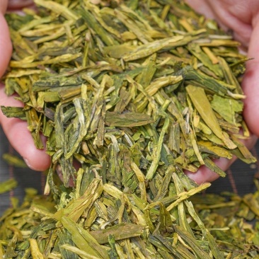 浙江龙井茶2025新茶绿黄版豆香型浓郁龙井绿茶大量批发