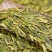 浙江龙井茶2025新茶绿黄版豆香型浓郁龙井绿茶大量批发