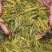 浙江龙井茶2025新茶绿黄版豆香型浓郁龙井绿茶大量批发