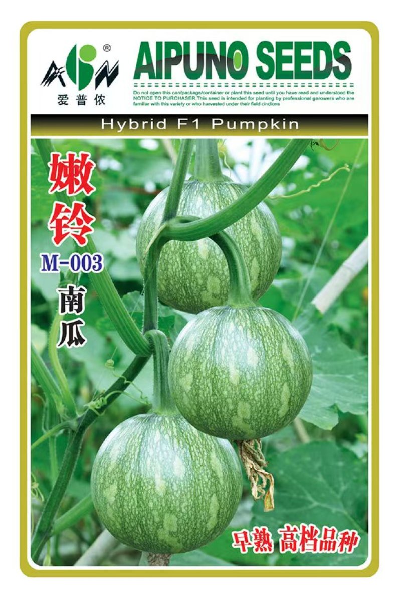 南瓜种子嫩铃-M003早熟花皮嫩南瓜颜色靓花纹美