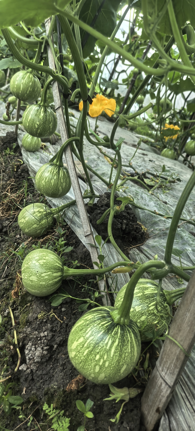 南瓜种子嫩铃-M003早熟花皮嫩南瓜颜色靓花纹美