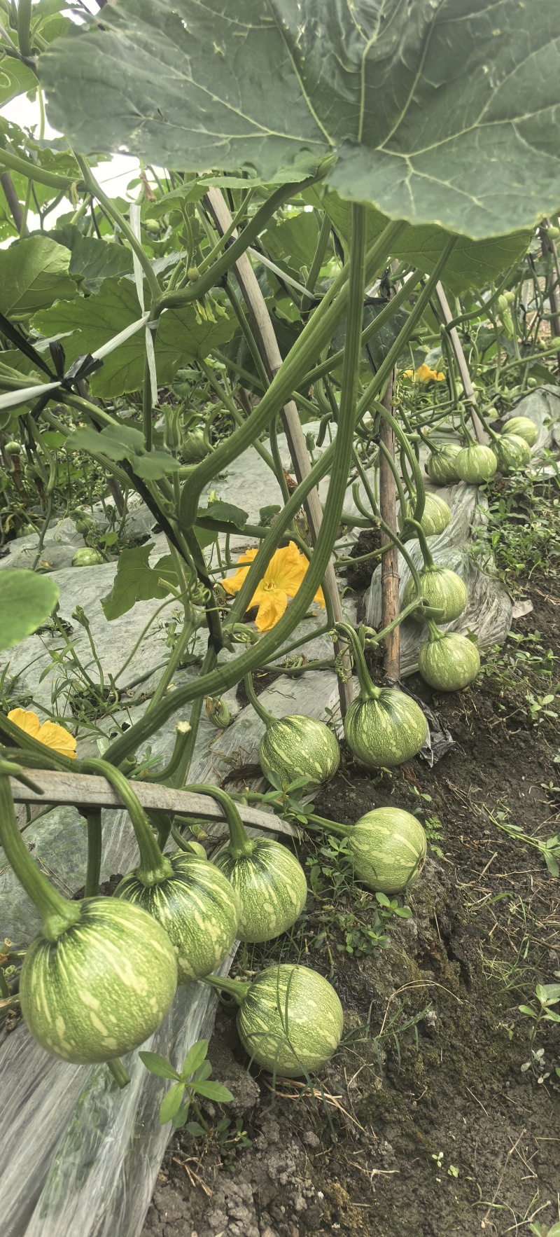 南瓜种子嫩铃-M003早熟花皮嫩南瓜颜色靓花纹美