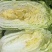 产地大白菜新上市