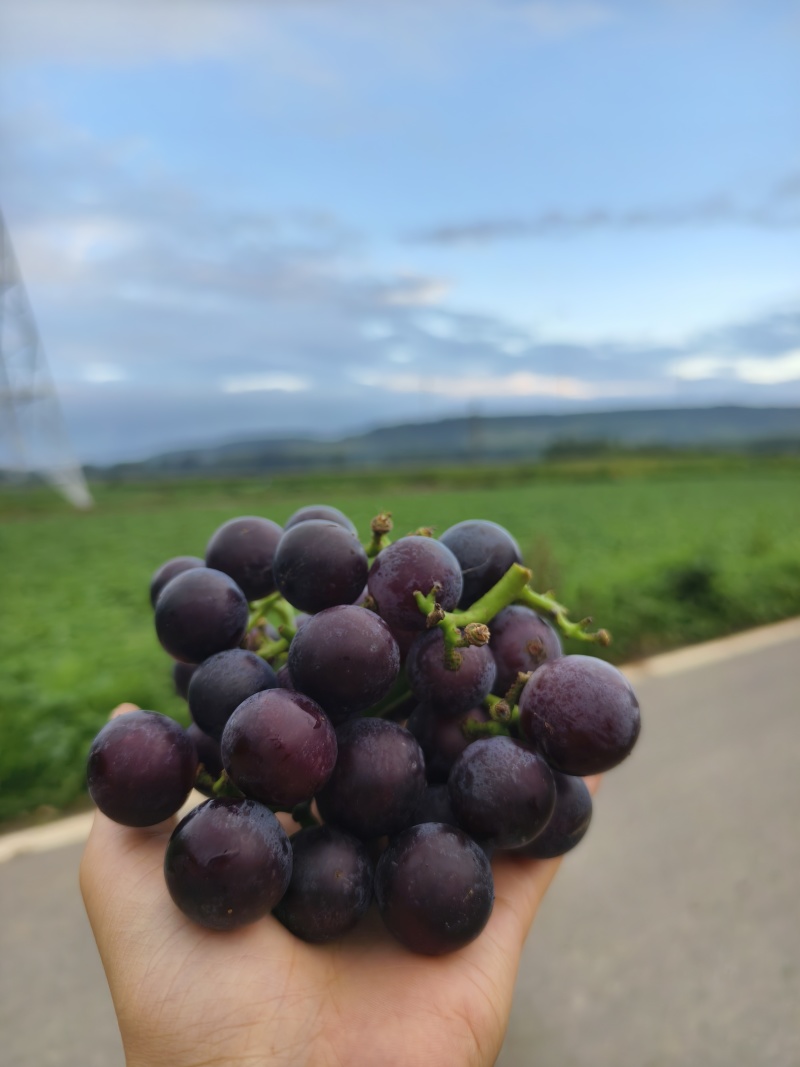 夏黑葡萄