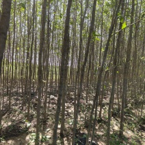 杜仲