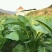 10g福寿1号甜菜心种子