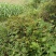 野生刺梨