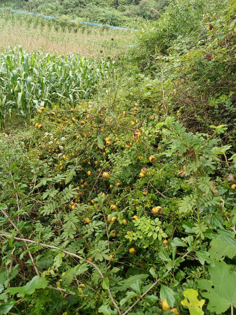 野生刺梨