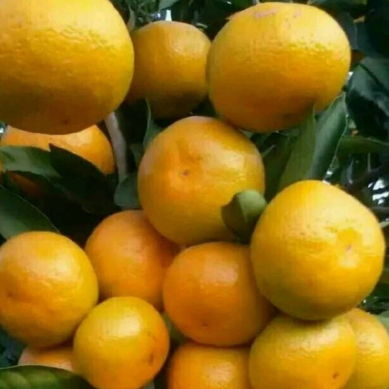 湖北蜜桔，产地一手货源，质量精品。