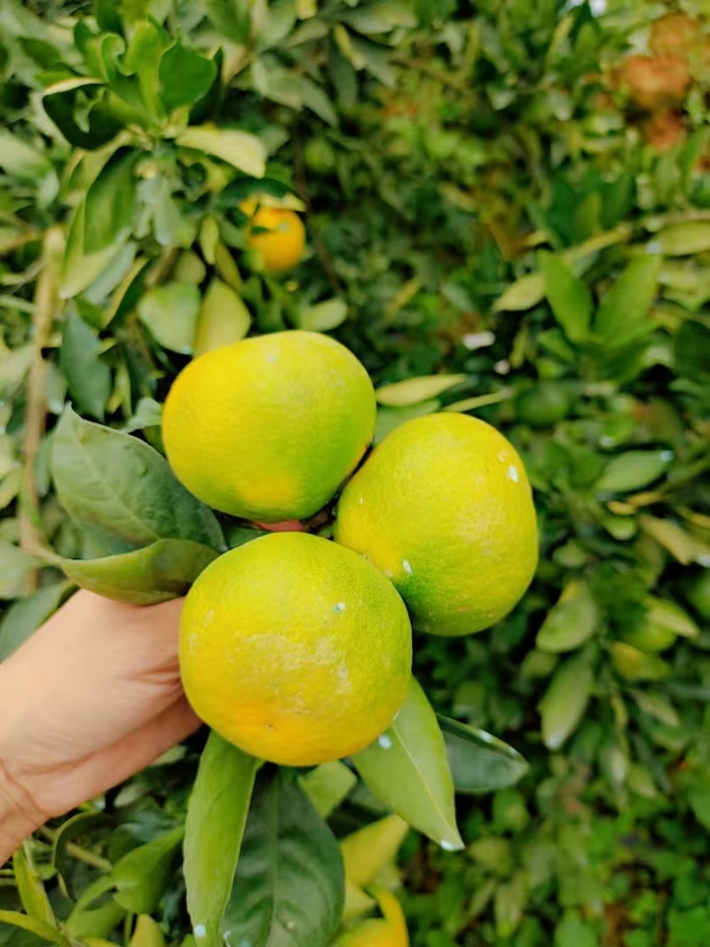湖北蜜桔，产地一手货源，质量精品。