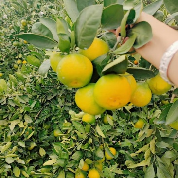 湖北蜜桔，产地一手货源，质量精品。