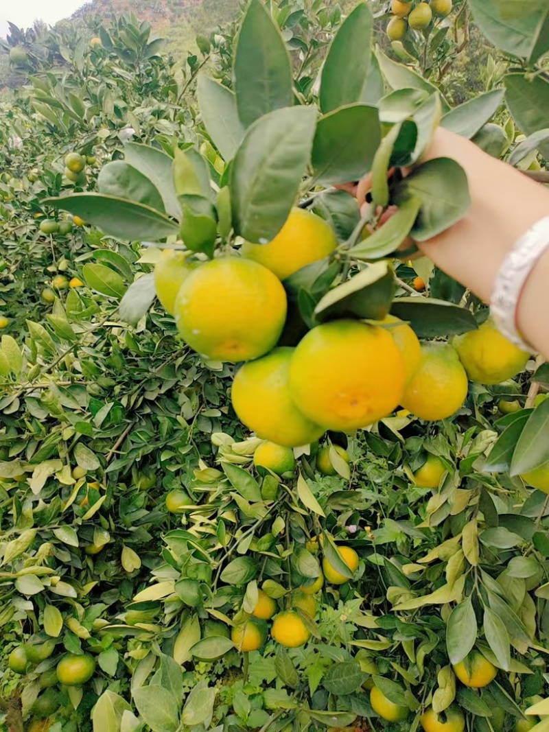 湖北蜜桔，产地一手货源，质量精品。
