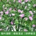 木槿精品红花木槿规格齐全基地直销欢迎选购