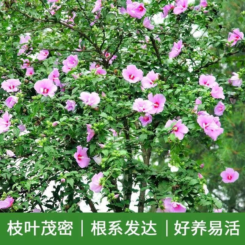 木槿精品红花木槿规格齐全基地直销欢迎选购