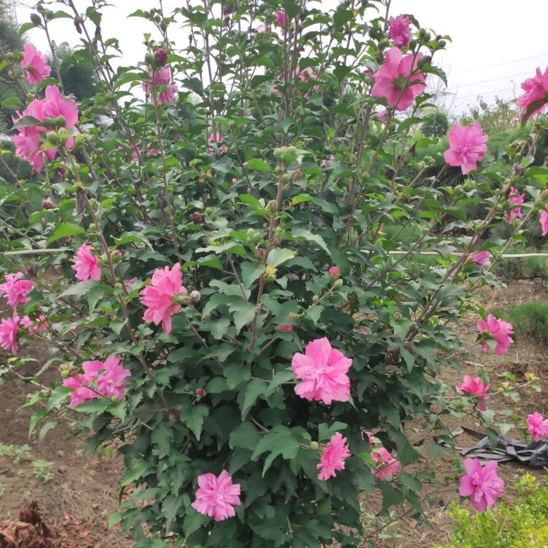 木槿精品红花木槿规格齐全基地直销欢迎选购