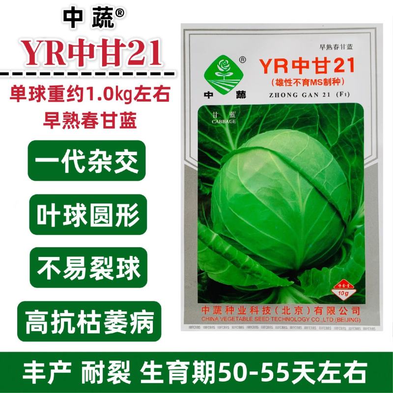 中蔬甘蓝种子YR中甘21早熟春甘蓝种子包菜圆球甘蓝种籽