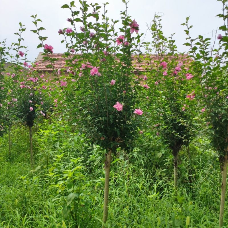 木槿精品红花木槿规格齐全基地直销欢迎选购