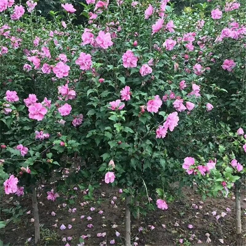 木槿精品红花木槿规格齐全基地直销欢迎选购