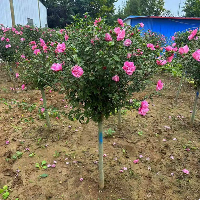 木槿精品红花木槿规格齐全基地直销欢迎选购