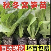 青皮莴笋苗穴盘苗秋冬种植耐寒耐热