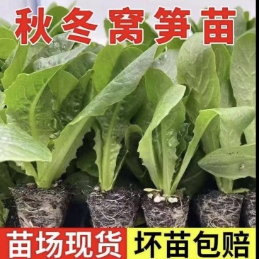青皮莴笋苗穴盘苗秋冬种植耐寒耐热