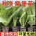 青皮莴笋苗穴盘苗秋冬种植耐寒耐热