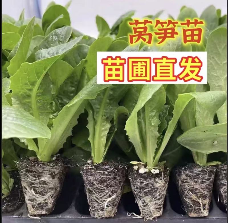 青皮莴笋苗穴盘苗秋冬种植耐寒耐热