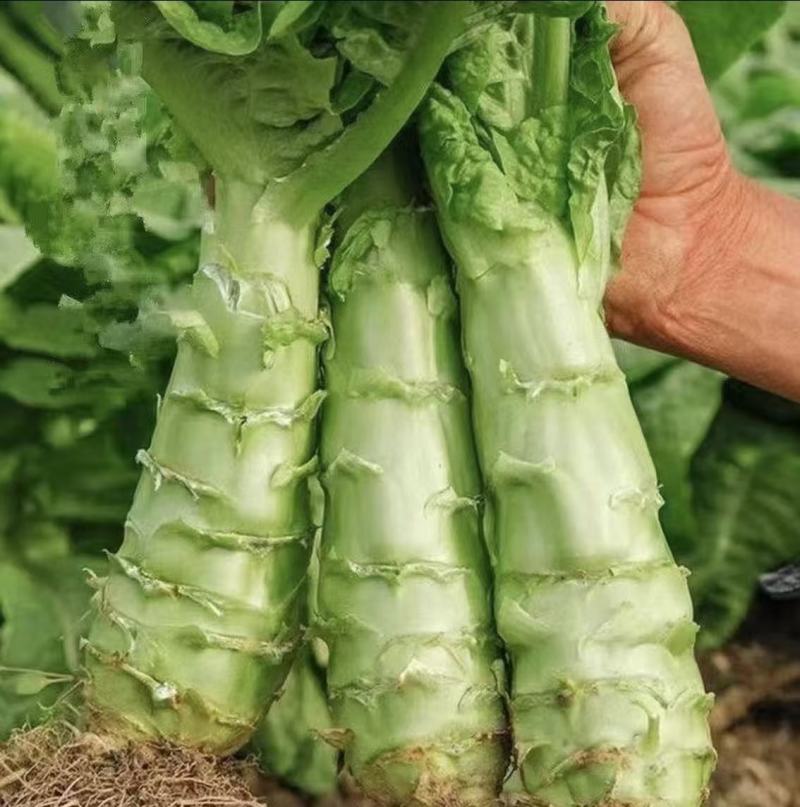 青皮莴笋苗穴盘苗秋冬种植耐寒耐热